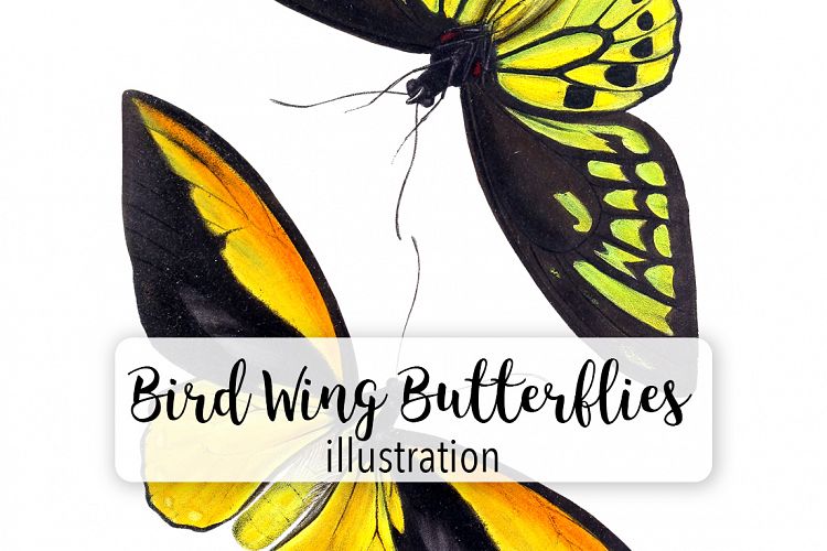 Butterfly - Insects - Vintage Bugs - Butterflies