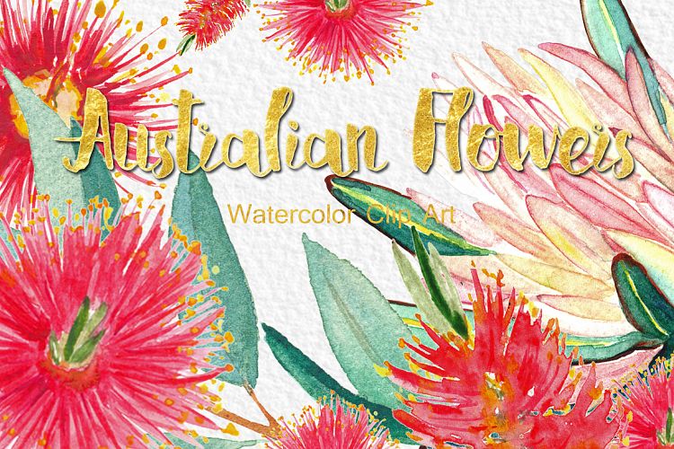 Australian flowers watercolor