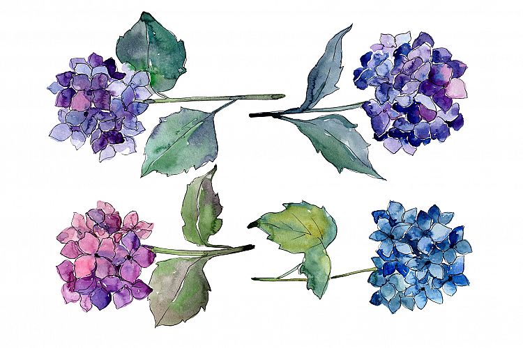 Hydrangeas flowers PNG watercolor set