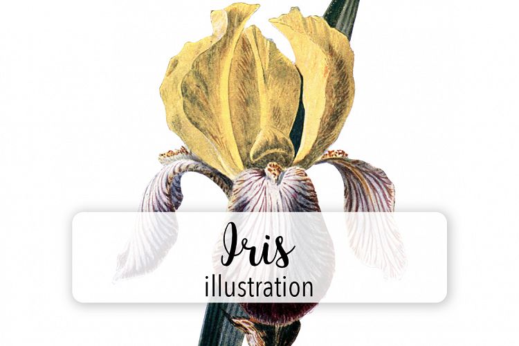 Florals - Vintage Yellow Iris
