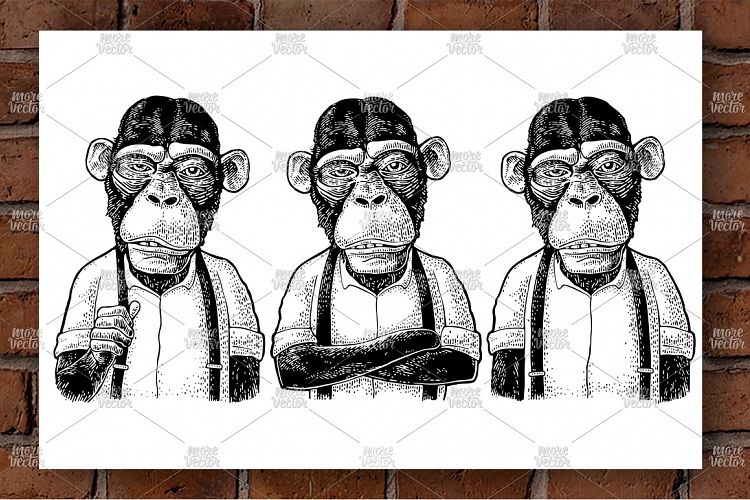 Monkey businessman dressed in shirt suspender. Engraving