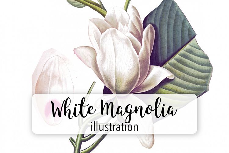 Florals - Vintage White Magnolia