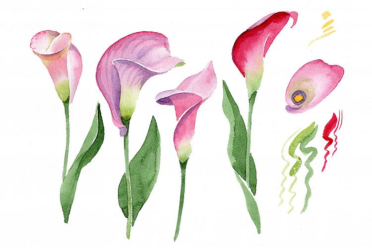 Pink calla flower PNG watercolor set