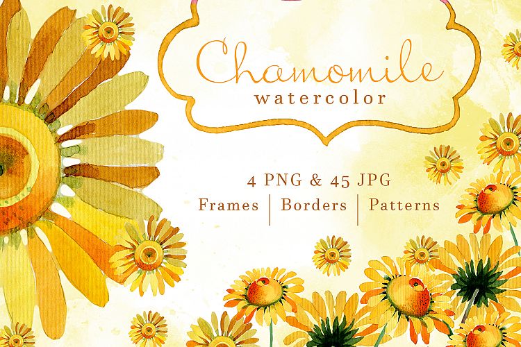 Wildflower yellow chamomile PNG watercolor set