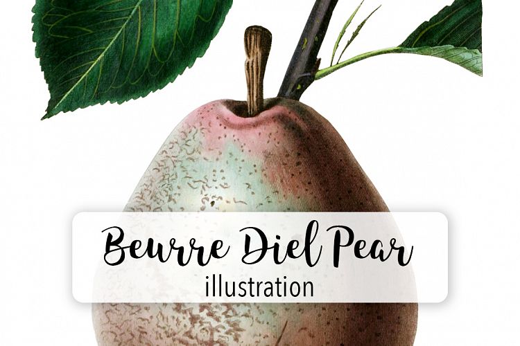 Fruit - Vintage Beurre Diel Pear