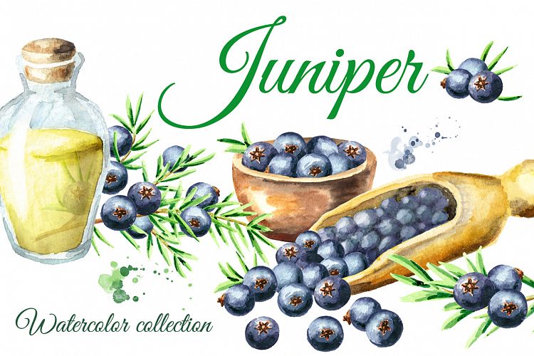 Juniper. Watercolor collection