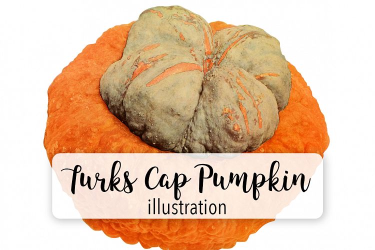 Turks Cap Pumpkin - Vintage Illustration