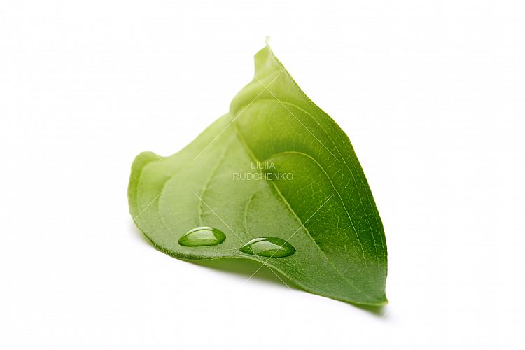 green leaf with drops