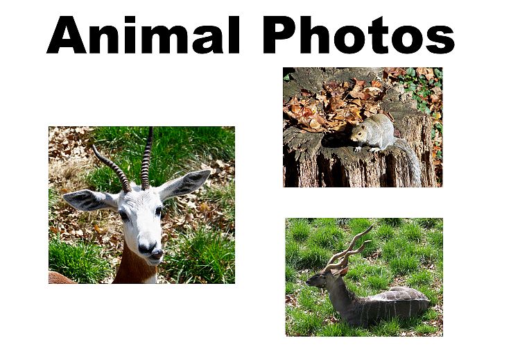 Animal Photo collection