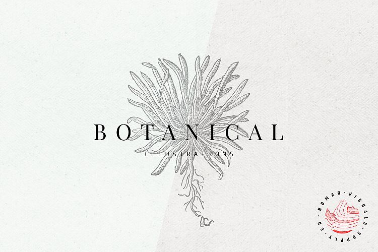 Premium Botanical Illustrations - Plants