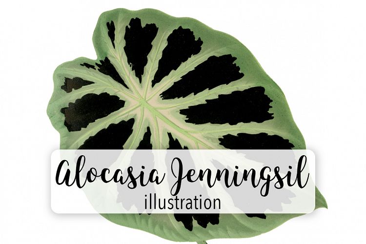 Leaves - Vintage Alocasia Jenningsii