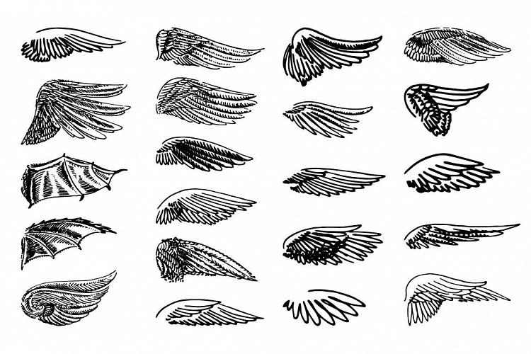 Wings illustration set on white background