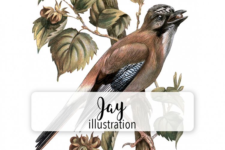 Birds - Vintage Jay
