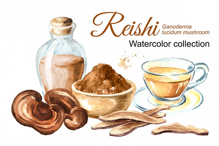 Reishi. Ganoderma Lucidum