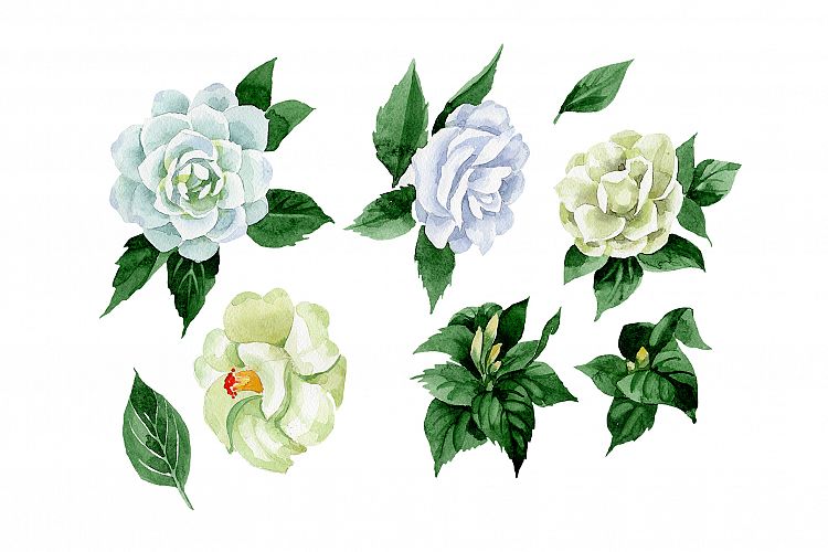 White camellia wildflower PNG watercolor set
