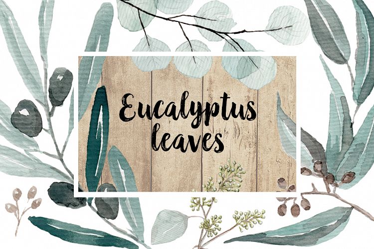 Eucalyptus Watercolor Set