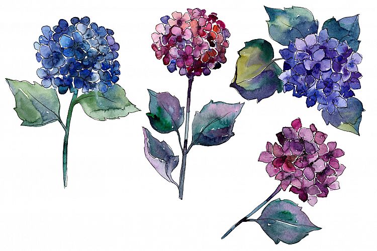 Hydrangea purple and blue PNG watercolor set