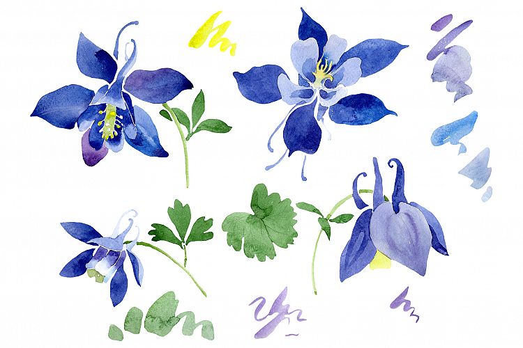 Flowers set PNG watercolor  