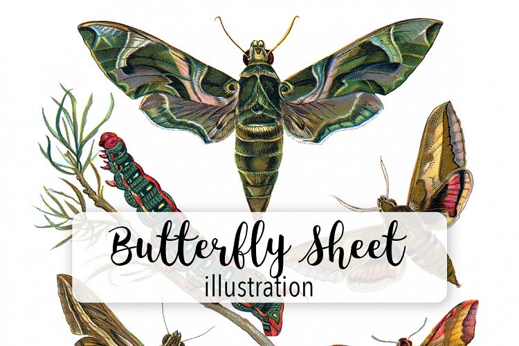 Butterfly - Insects - Vintage Bugs - Butterflies