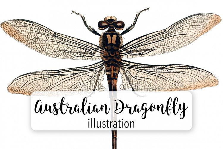 Dragonfly - Insects - Vintage Bugs