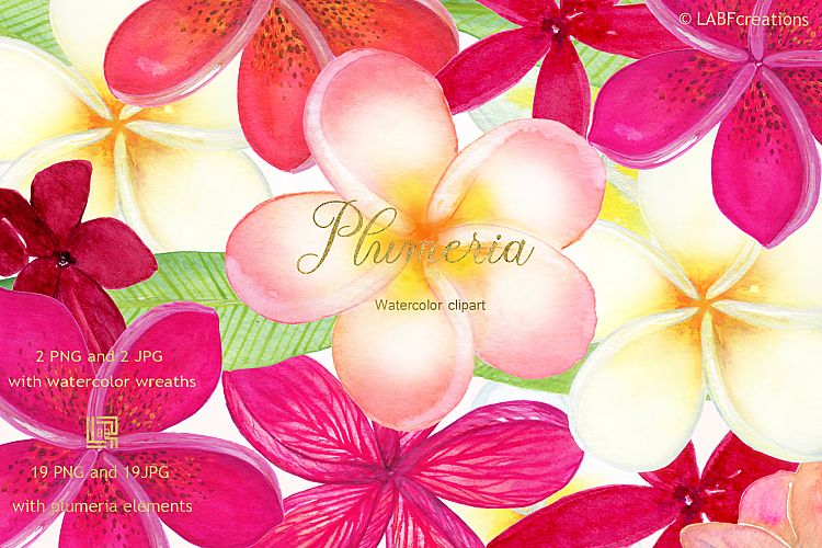 Plumeria Tropical watercolor flowers
