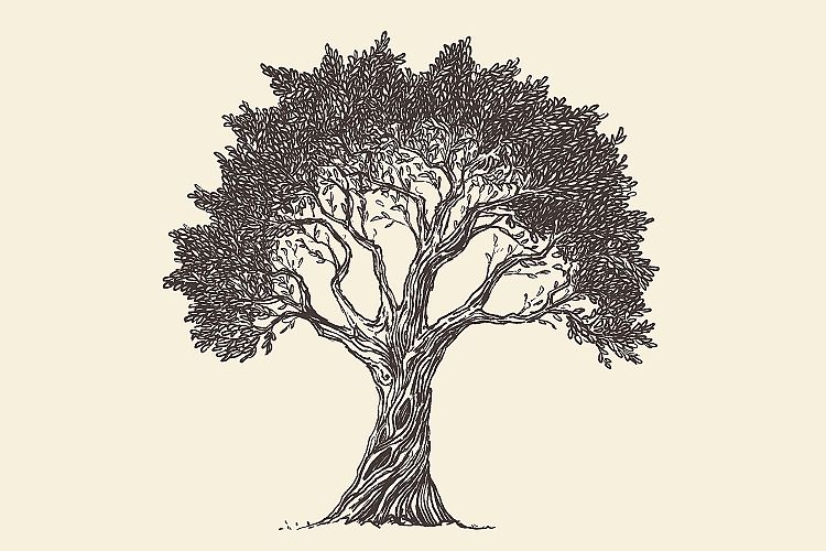 Olive tree