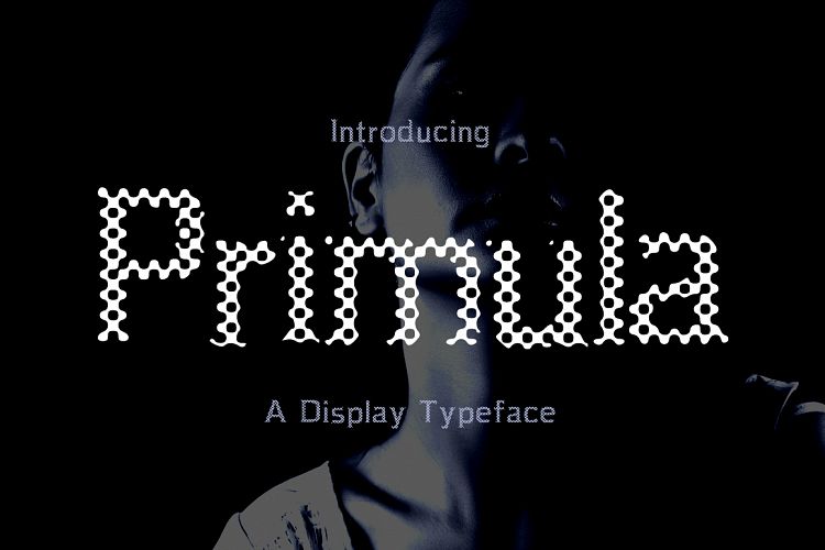 Primula 