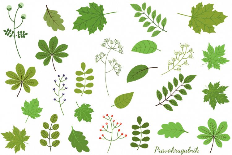 Green leaves clipart set, Spring foliage greenery