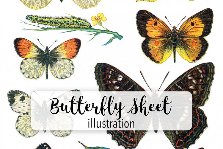 Butterfly - Insects - Vintage Bugs - Butterflies