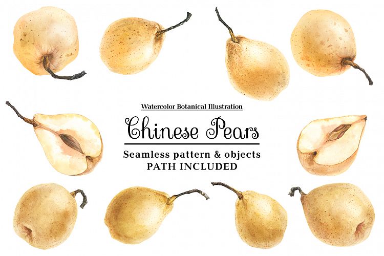 Fresh Chinese Pears by watercolor