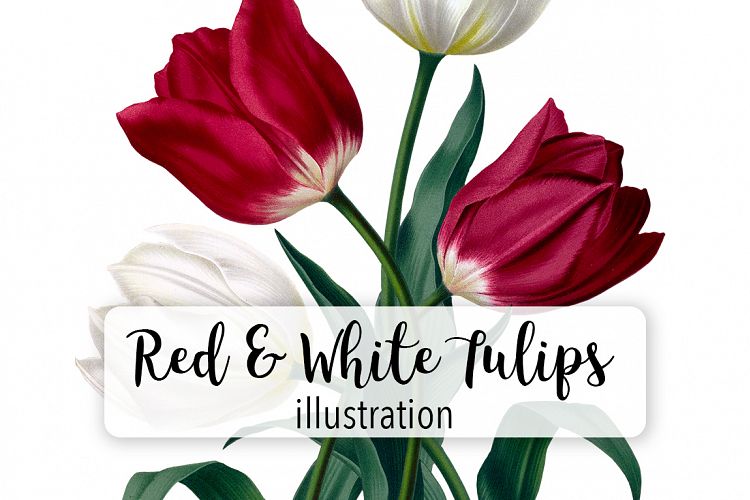 Florals - Vintage Red and White Tulips