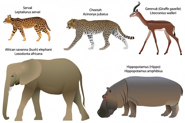 Animals of Africa: serval, cheetah, gerenuk, hippo, elephant