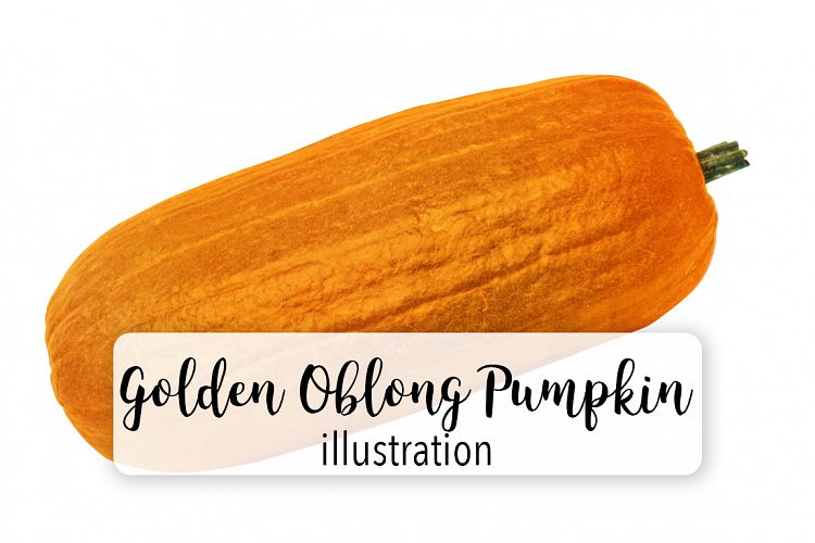 Golden Oblong Squash
