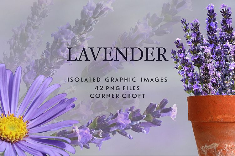 Lavender clipart, isolated lavender graphic