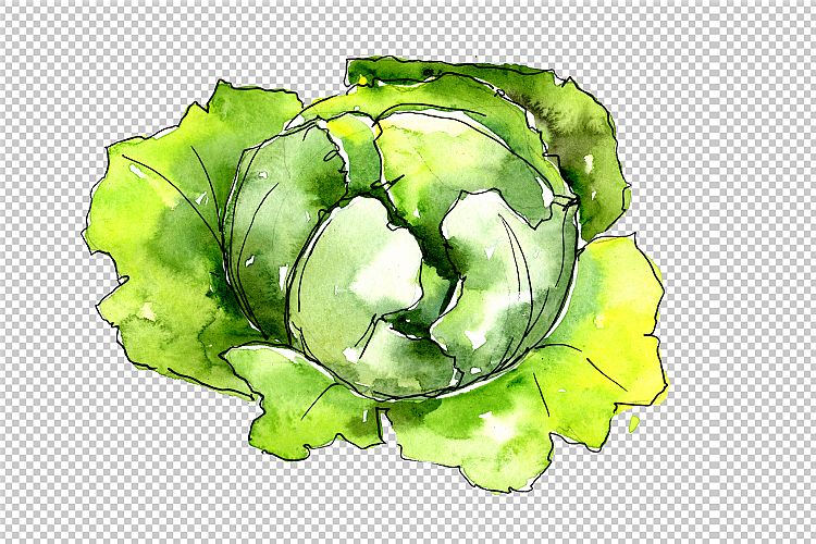 Green cabbage vegetables PNG watercolor set