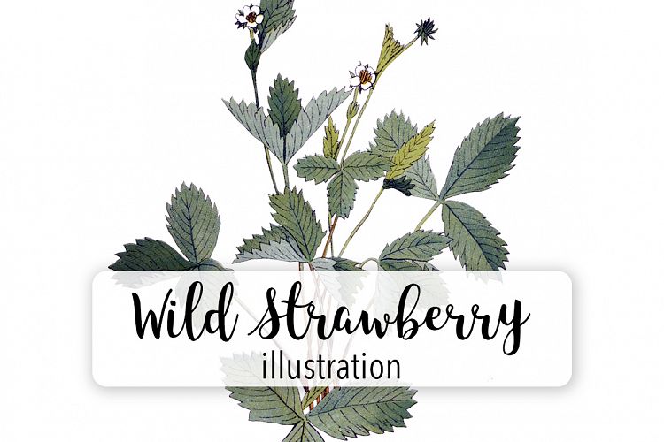 Florals - Vintage Wild Strawberry