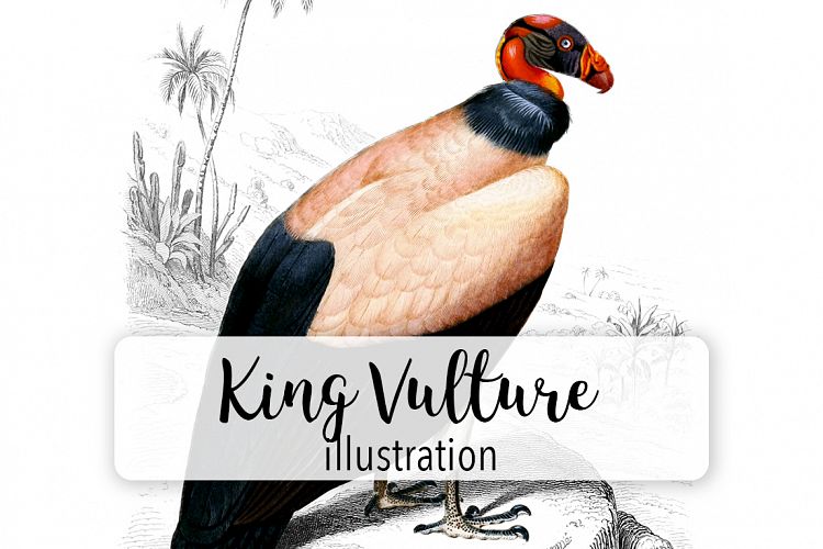 Birds - Vintage King Vulture