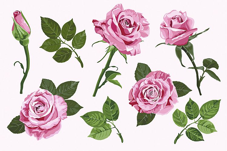 Pink vector roses elements set