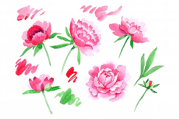 Crimson Peonies PNG watercolor set