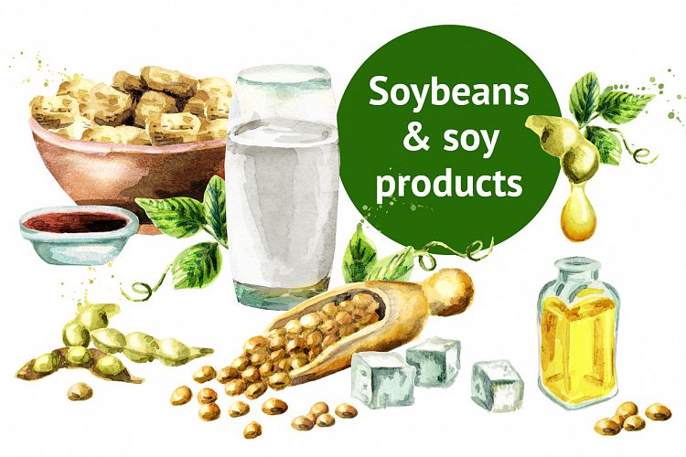 Soybeans   soy products. Watercolor