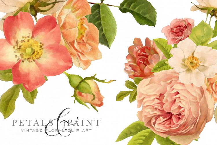 Petals & Paint - Floral Clip Art