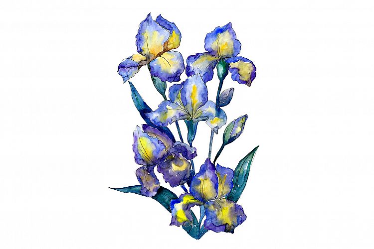Bouquet of blue irises PNG watercolor set