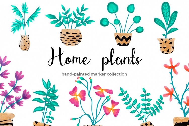 Home Plants and Decorative Flowers in Pots
