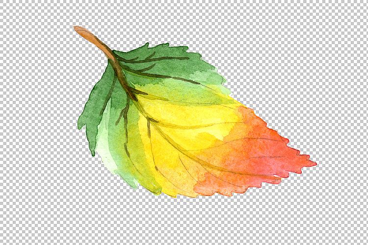 Colorful autumn leaves watercolor png set