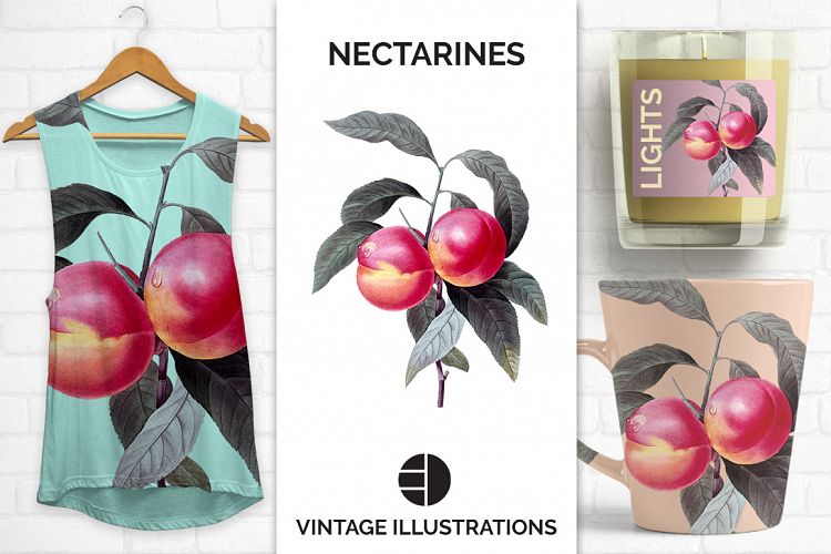 Fruit - Vintage Nectarines