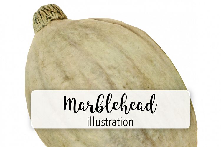 Marblehead Squash - Vintage Illustration