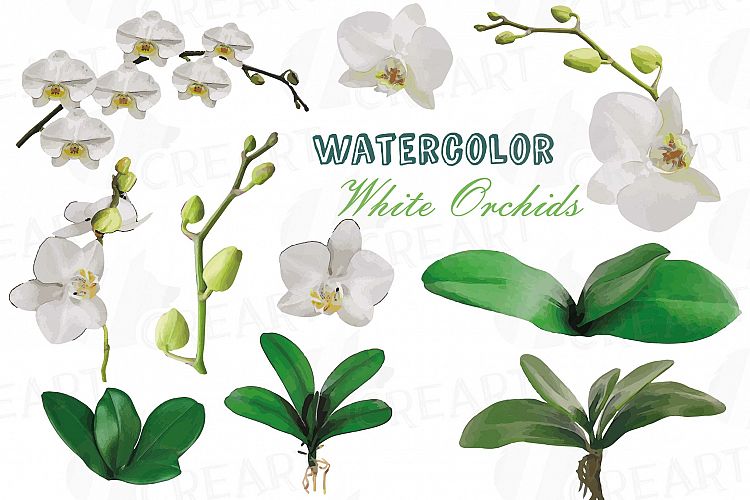 Watercolor white orchids clip art, Orchid leaves and flowers