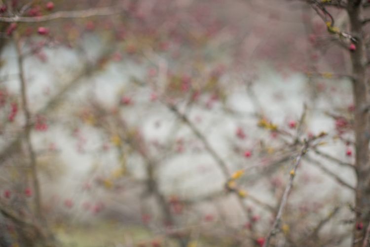  Blurred Tree with red berries