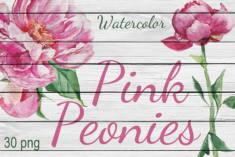 Watercolor Pink Flowers Peonies Flower Clip art