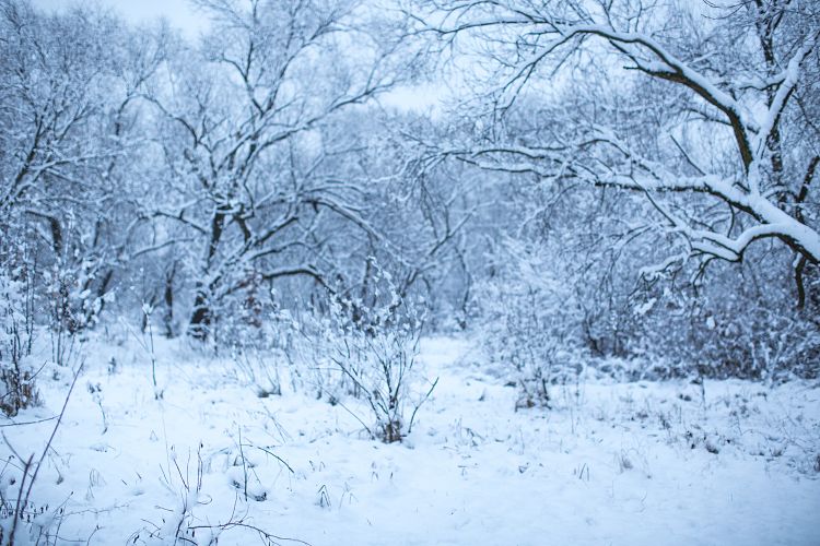 Blurred snow forest